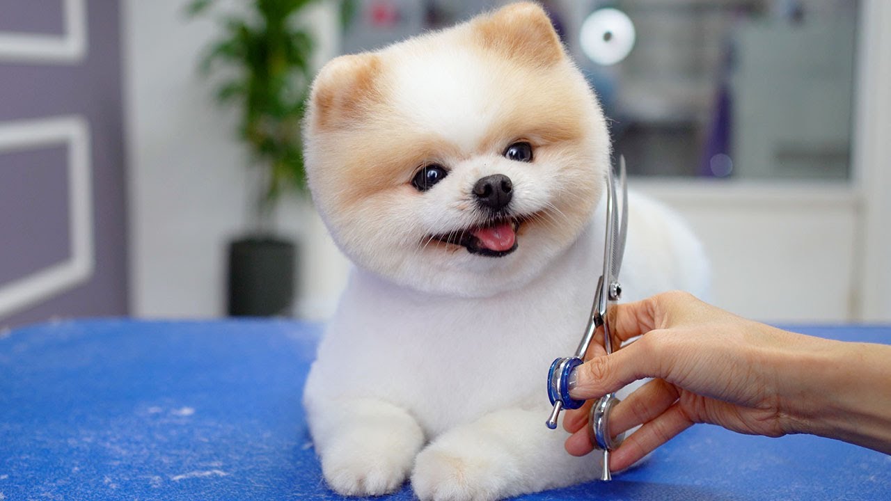 1746209321-Pomeranian_style.jpg