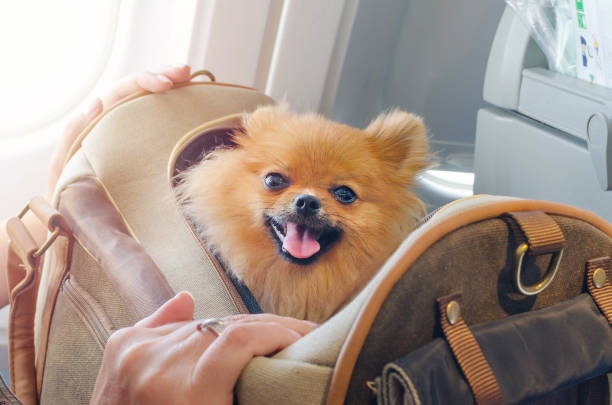1746336349-dog_carriers.jpeg