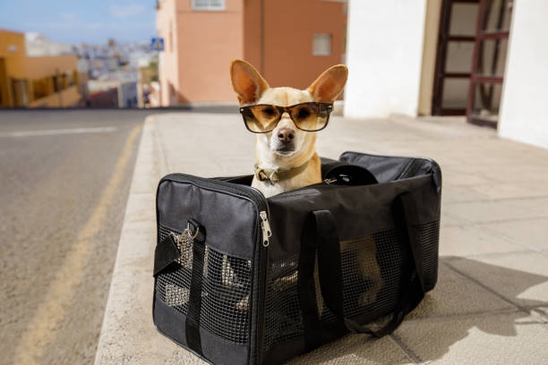 1746411292-pet_carriers.jpeg