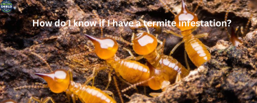 1747821182-How_do_I_know_if_I_have_a_termite_infestation1.png