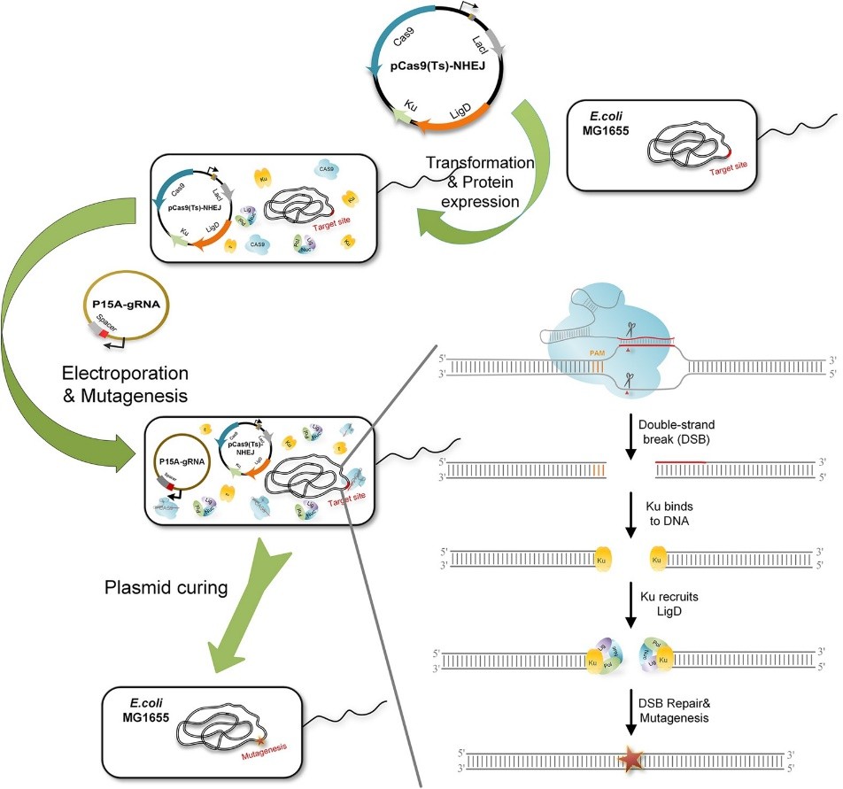 1752475348-Microbial_Genome_Editing.jpg