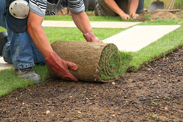 1752563446-Turf_Laying_Sydneys.jpg