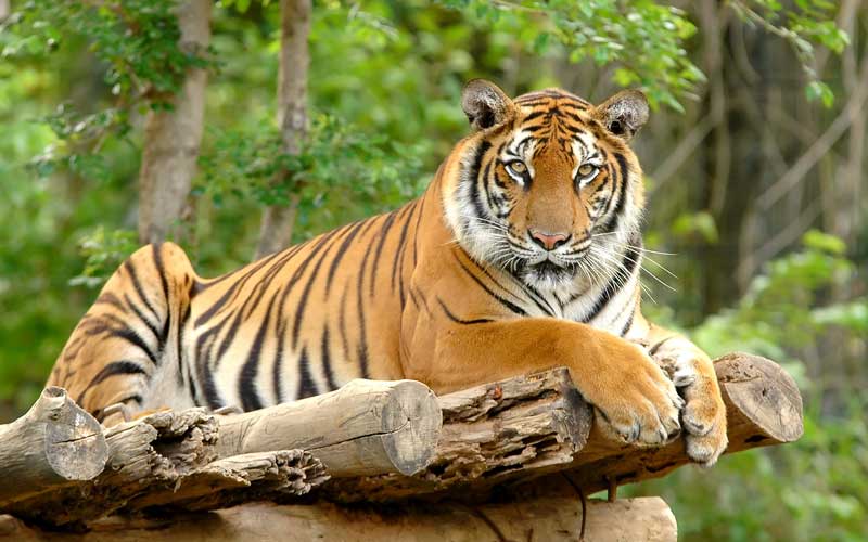 1753273277-Bengal_Tiger.jpg