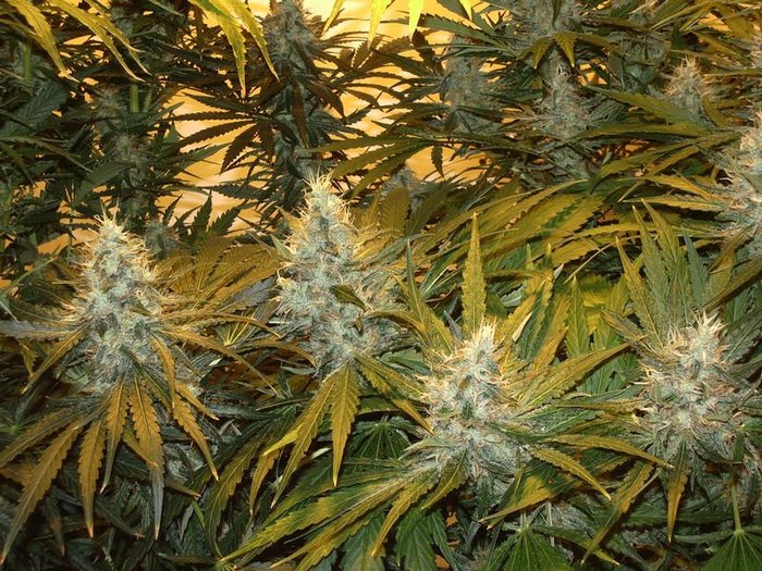 1753683528-Cheap_Bulk_Weed.jpg