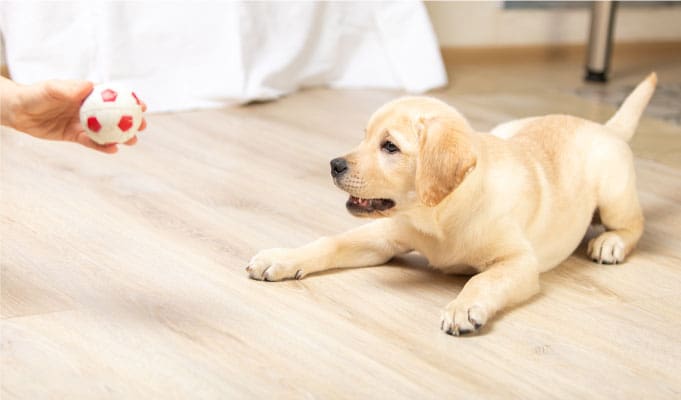 1754398117-Pooch-Pawsitive-Dog-Training.jpg