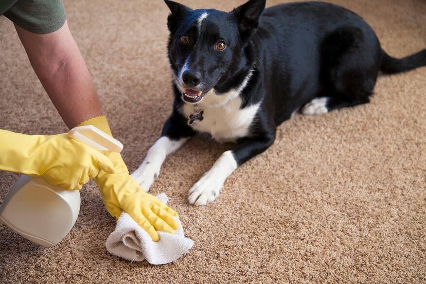 1756395487-Baltimore_Carpet_Cleaning_3_optimized_150.jpg