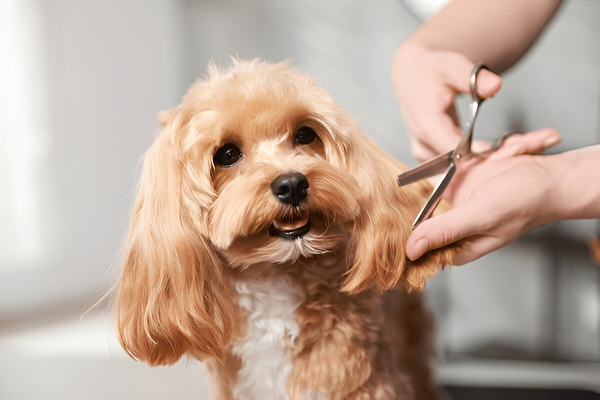 puppy_groomingin_Beverly_Hills_CA.jpg